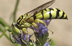 Photograph of predatory wasp.